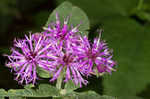 Baldwin's ironweed